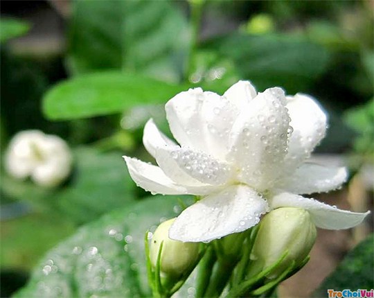 tắm trắng từ thiên nhiên bằng hoa nhài